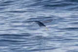 Atlantic Blackwing Flyingfish