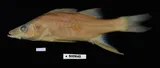 Swordspine Snook, photographed in Florida