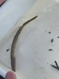 Least Brook Lamprey, photographed in Pennsylvania