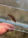 Everglades Pygmy Sunfish, photographed in Florida