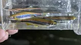 Sailfin Shiner, photographed in Alabama