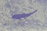 Headwater Catfish, photographed in Texas