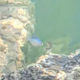 Pecos Pupfish, photographed in New Mexico
