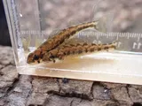Shield Darter, photographed in New Jersey