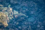 Sharpchin Flyingfish, photographed in Guerrero