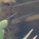 Rainwater Killifish, photographed in California
