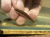 Frecklebelly Darter, photographed in Kentucky