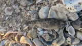 Fat Sleeper, photographed in Texas