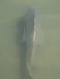Black Drum, photographed in Texas