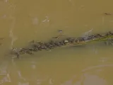 Southern Striped Raphael, photographed in El Beni