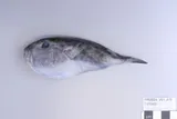 Blunthead Puffer, photographed in New South Wales
