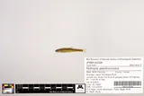 Mirror Shiner, photographed in North Carolina