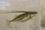 Brook Stickleback, photographed in Wisconsin