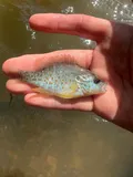 Orangespotted Sunfish, photographed in Ohio