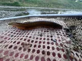 Japanese Weatherfish, photographed in Utah