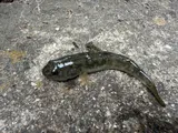 Longjaw Mudsucker, photographed in California