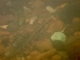 Goldline Darter, photographed in Alabama