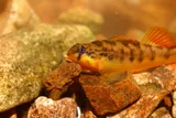 Saffron Darter, photographed in Tennessee