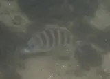 Sheepshead, photographed in Florida