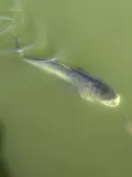 Bighead Carp, photographed in Guangdong