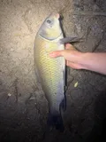 Smallmouth Buffalo, photographed in Ohio
