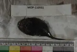 Threadfin Goosefish