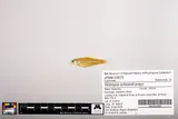 Fluvial Shiner, photographed in Alabama