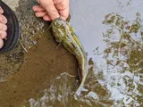 Flat Bullhead, photographed in Virginia