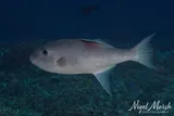 Rough Triggerfish