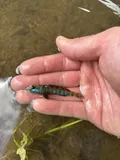 Speckled Darter, photographed in Alabama
