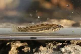 Greenthroat Darter, photographed in Texas