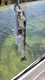 Smooth Puffer, photographed in Florida