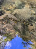 Mountain Mullet, photographed in Saint-Pierre