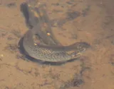 Speckled Killifish, photographed in North Carolina