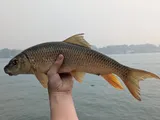 Shorthead Redhorse