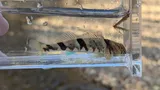 Blenny Darter, photographed in Tennessee