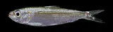 Marquesan Sardinella, photographed in Hawaii
