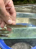 Northern Studfish, photographed in Tennessee