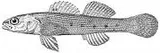 Striped Darter, photographed in Kentucky
