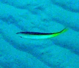 Yellowtail Snapper, photographed in Fajardo