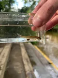 Fatlips Minnow, photographed in North Carolina