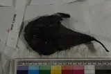 Spottedtail Goosefish