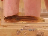 Tadpole Madtom, photographed in New Jersey