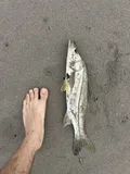 Common Snook, photographed in Paraíba