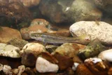 Largescale Stoneroller, photographed in Tennessee