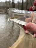 Blackspotted Topminnow, photographed in Alabama