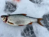 European Rudd, photographed in Buskerud