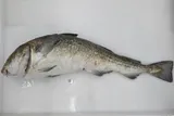 Greenland Cod, photographed in Alaska