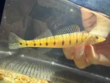 Southern Logperch, photographed in Alabama