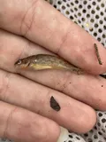 Orangethroat Darter, photographed in Missouri